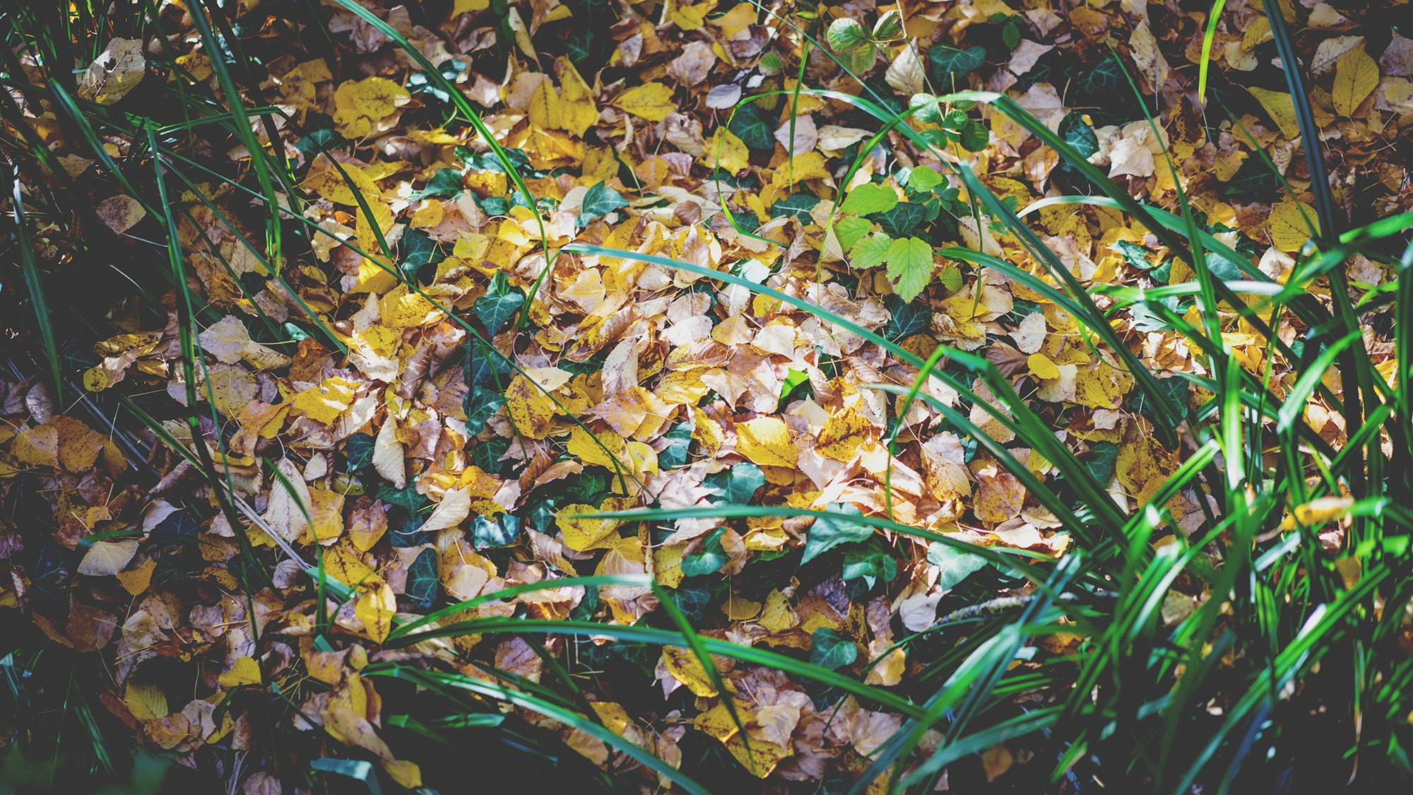 yellow leaves with green linear plants